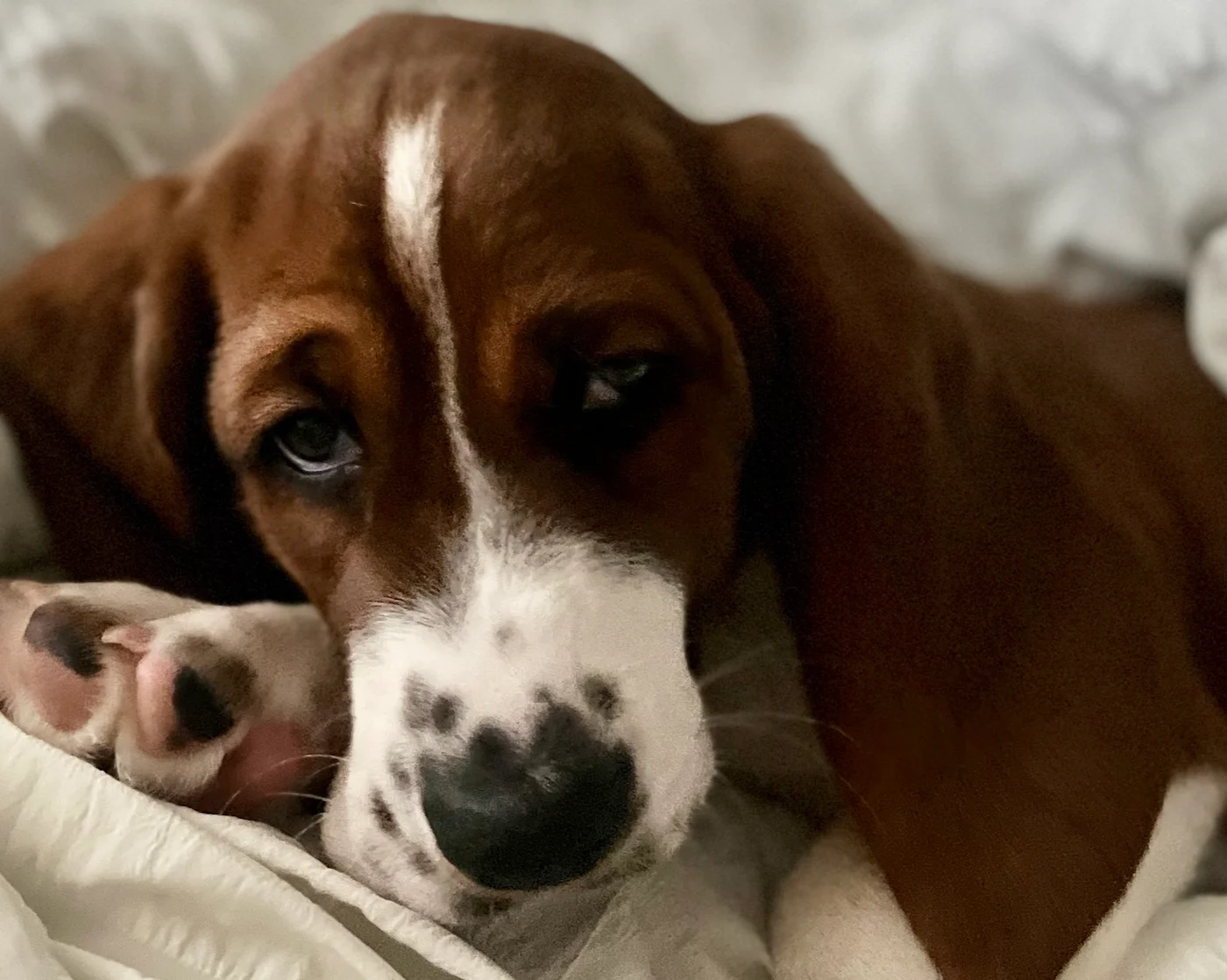 Waldo, first night at home, Personal photo, 1
